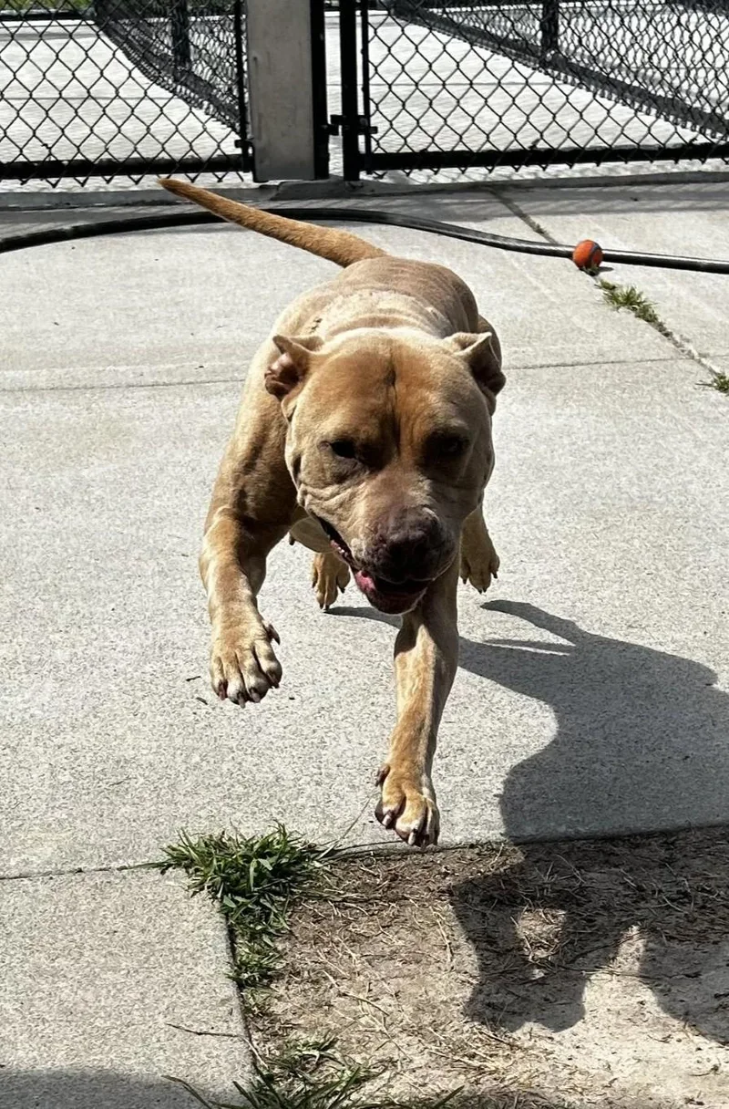A young medium-sized female White / Cream Pit Bull Terrier dog named Waffles for adoption in Suffolk, VA