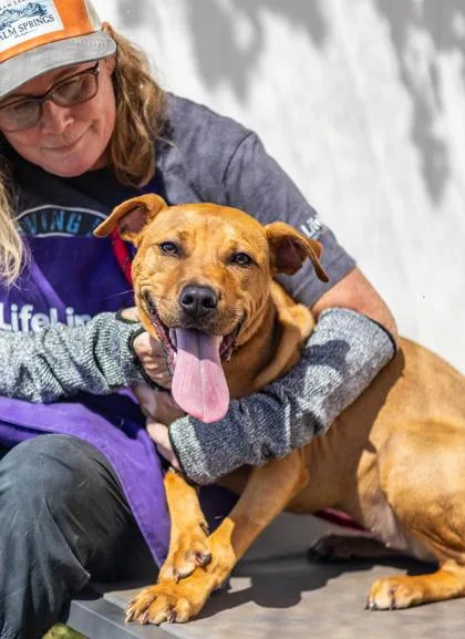 A young medium-sized female Mixed Breed dog named Hamburger for adoption in Chamblee, GA