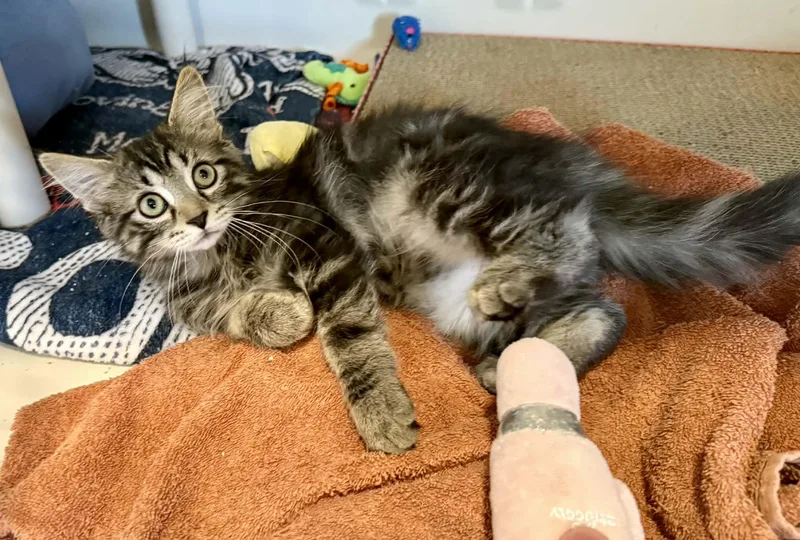 A baby medium-sized male Tabby (Buff / Tan / Fawn) Domestic Short Hair cat named Seymour for adoption in Rochester, NY