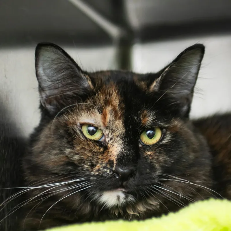 A young medium-sized female Tortoiseshell Domestic Medium Hair cat named Peace for adoption in Middletown, RI
