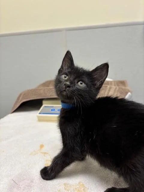 A baby small-sized male Domestic Short Hair cat named Shadow for adoption in Leesburg, VA
