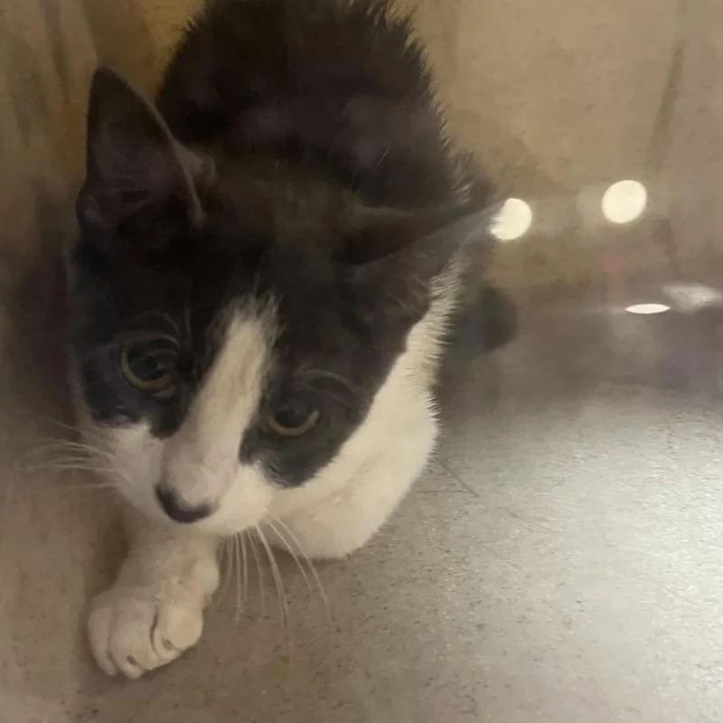 A baby small-sized female Gray / Blue / Silver Domestic Short Hair cat named Rune for adoption in Philadelphia, PA