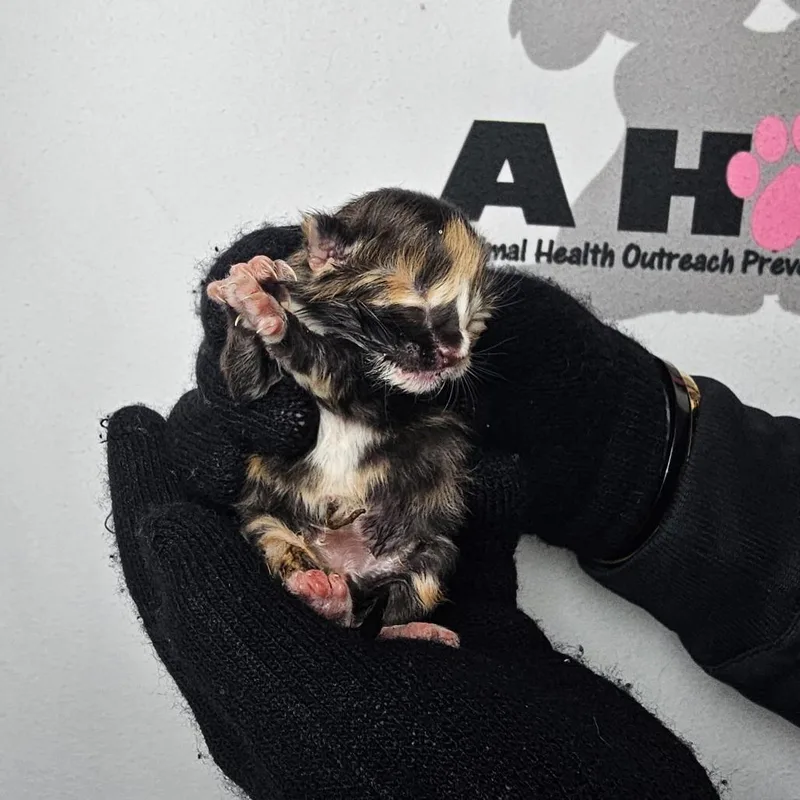A baby small-sized female Orange / Red American Shorthair cat named Buttercup for adoption in Milton, FL