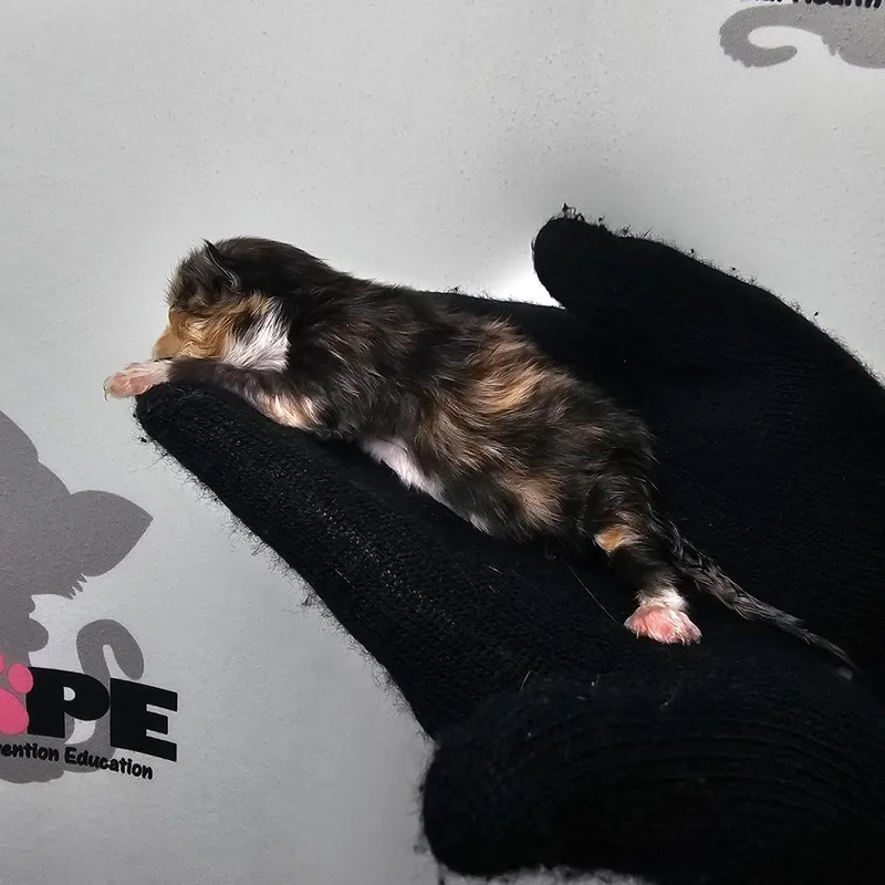 Buttercup thumbnail 3