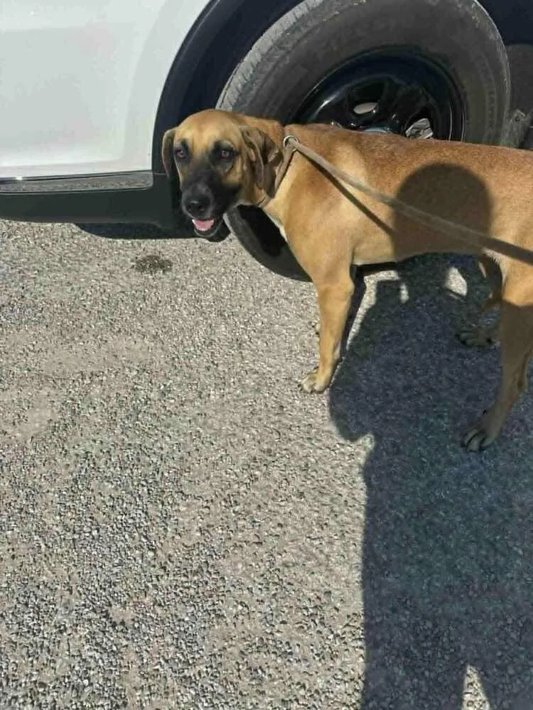 A young medium-sized female Brown / Chocolate Shepherd dog named Silanity for adoption in Evansville, IN