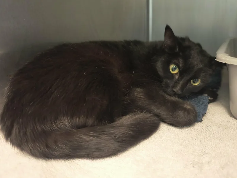 An adult medium-sized female Tabby (Buff / Tan / Fawn) Domestic Short Hair cat named Mink And Sable for adoption in Weaverville, CA