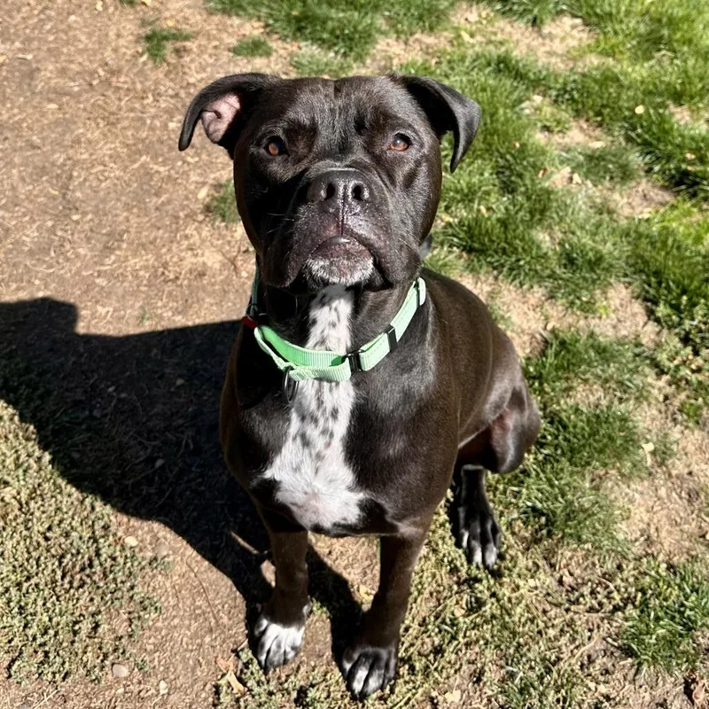 An adult large-sized male Mixed Breed dog named Max for adoption in Medford, OR
