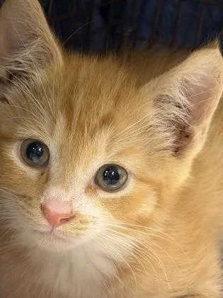 A baby small-sized male Domestic Short Hair cat named Winx for adoption in West Chester, PA
