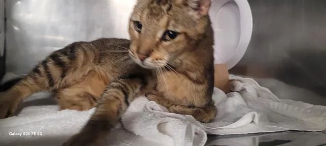 A young medium-sized male Domestic Short Hair cat named Simba for adoption in Panama City, FL
