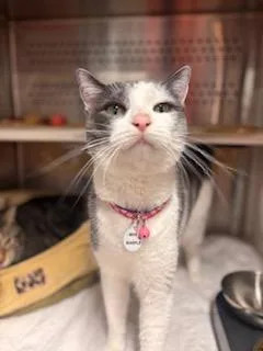 An adult medium-sized female Gray & White Domestic Short Hair cat named Miss Marple for adoption in Grand Rapids, MI