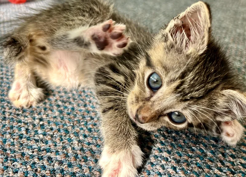 A baby medium-sized male Domestic Short Hair cat named Teddy for adoption in Sanford, NC