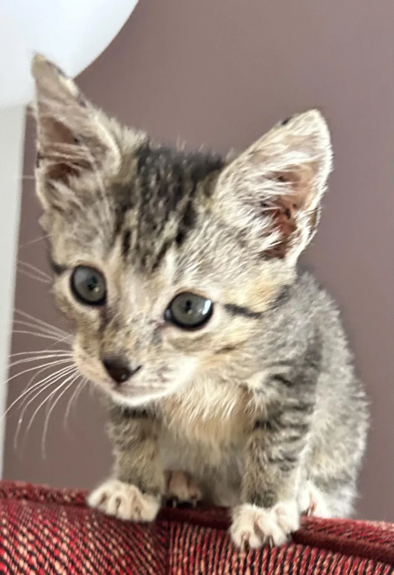 Teddy thumbnail 3