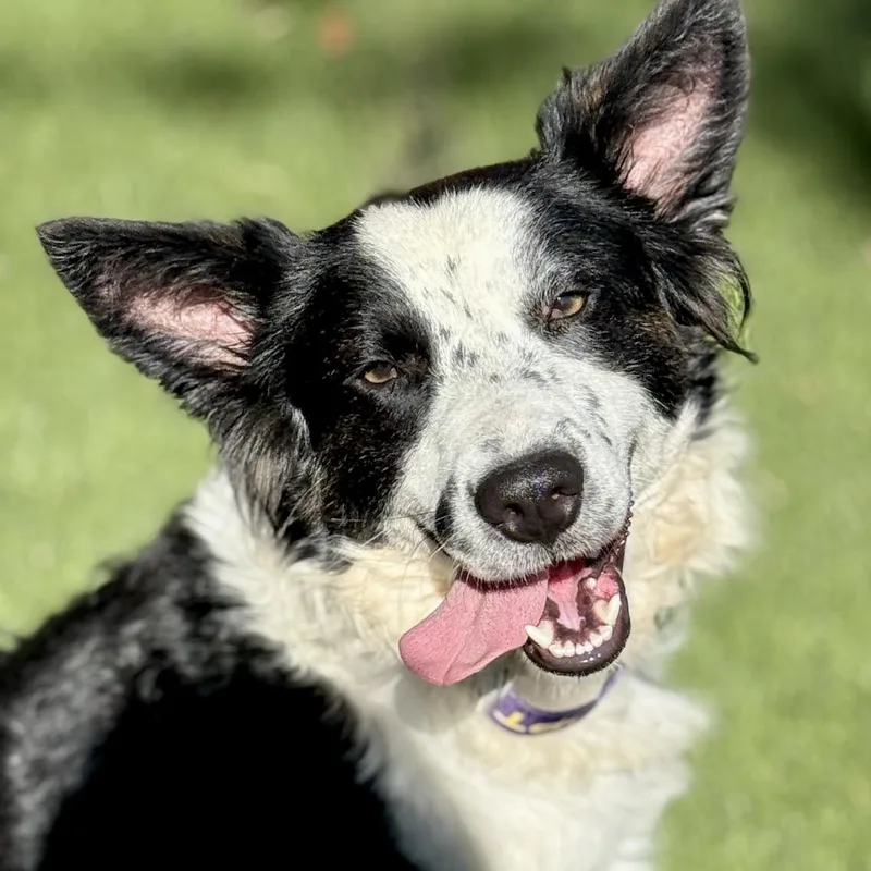 Radar: Smart Border Collie