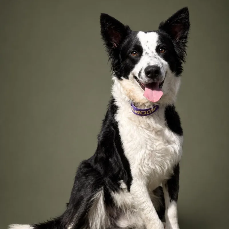 Radar: Smart Border Collie thumbnail 2