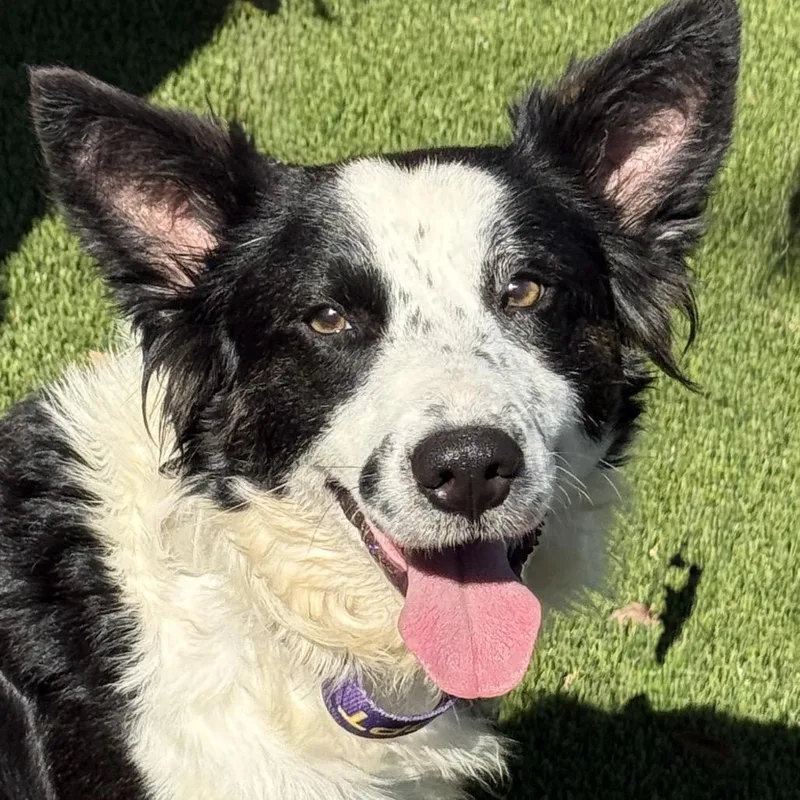 Radar: Smart Border Collie thumbnail 4