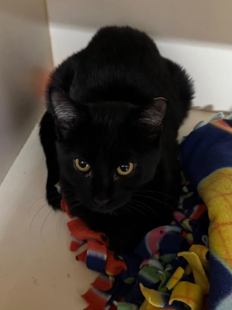 A baby medium-sized female Domestic Short Hair cat named Working Cat: Golden Tempo for adoption in Bloomington, IN
