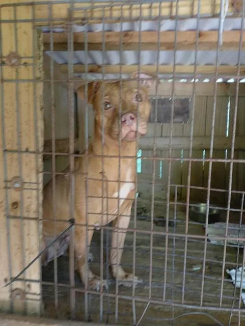 An adult medium-sized female American Staffordshire Terrier dog named Honey for adoption in Fort Lauderdale, FL