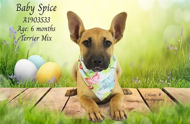 A young small-sized female Terrier dog named Baby Spice for adoption in Thousand Palms, CA