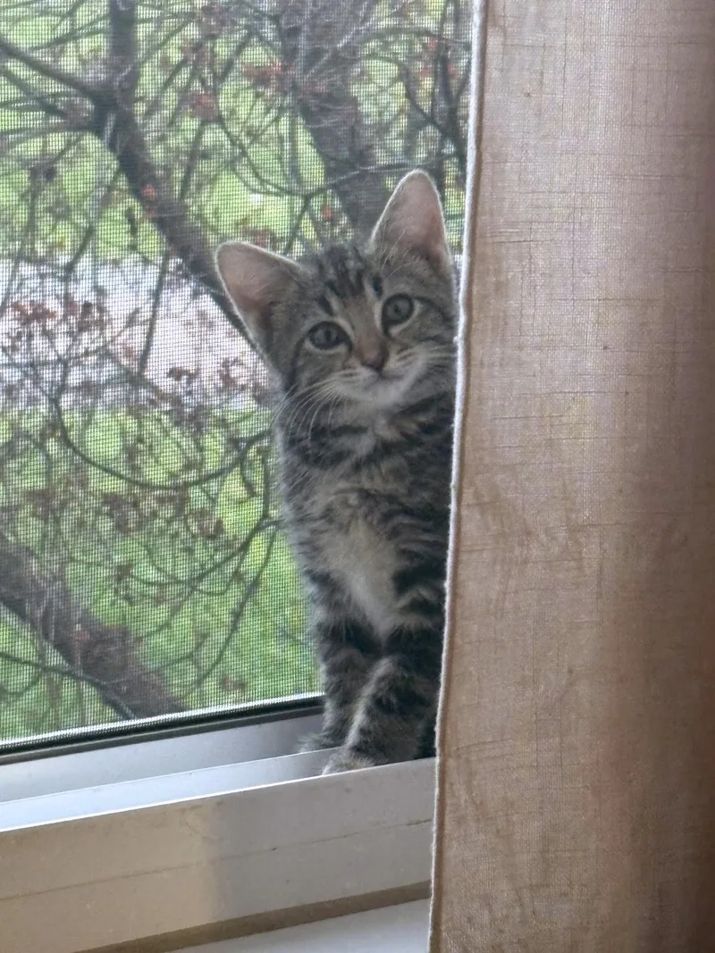 Karmann Ghia thumbnail 2