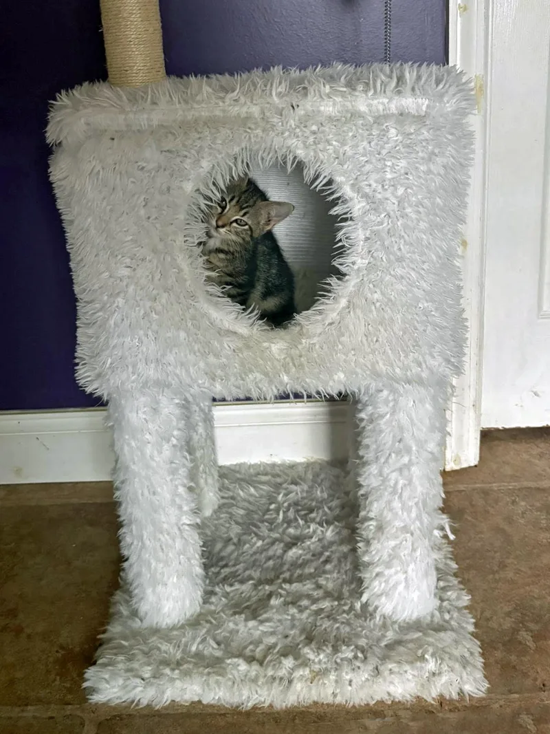 Karmann Ghia thumbnail 3