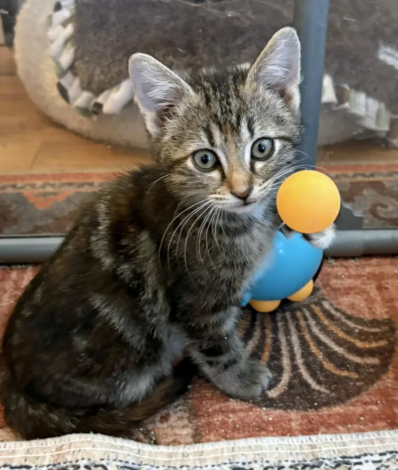 A baby medium-sized female Tabby (Brown / Chocolate) Domestic Short Hair cat named Karmann Ghia for adoption in Morgantown, WV