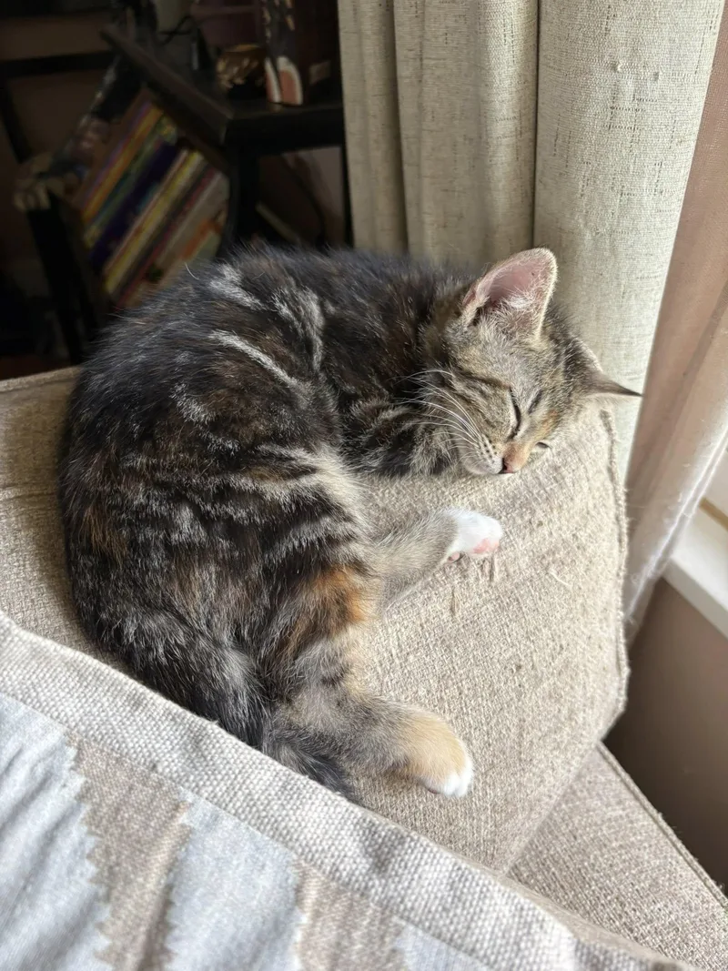 Karmann Ghia thumbnail 4