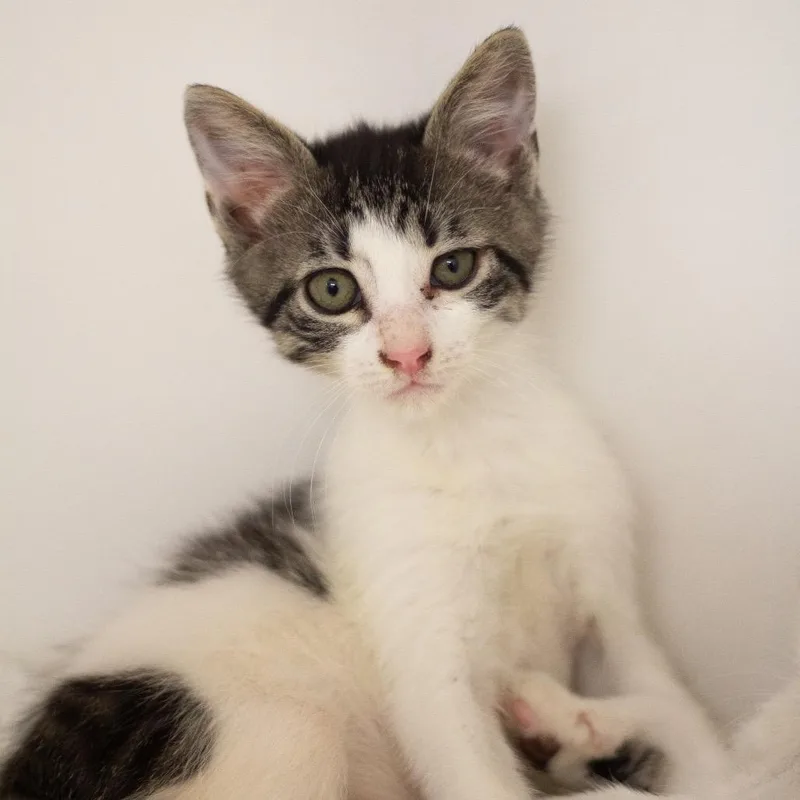 A baby small-sized male Domestic Short Hair cat named Rocky Road for adoption in Cumming, GA