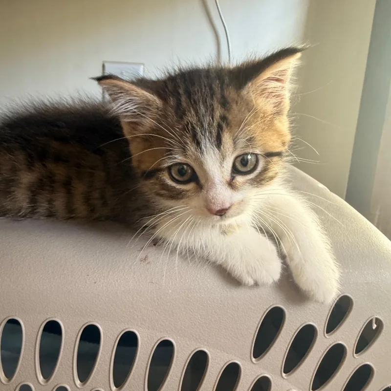 A baby small-sized male Brown / Chocolate Domestic Short Hair cat named Cashew for adoption in Chattanooga, TN