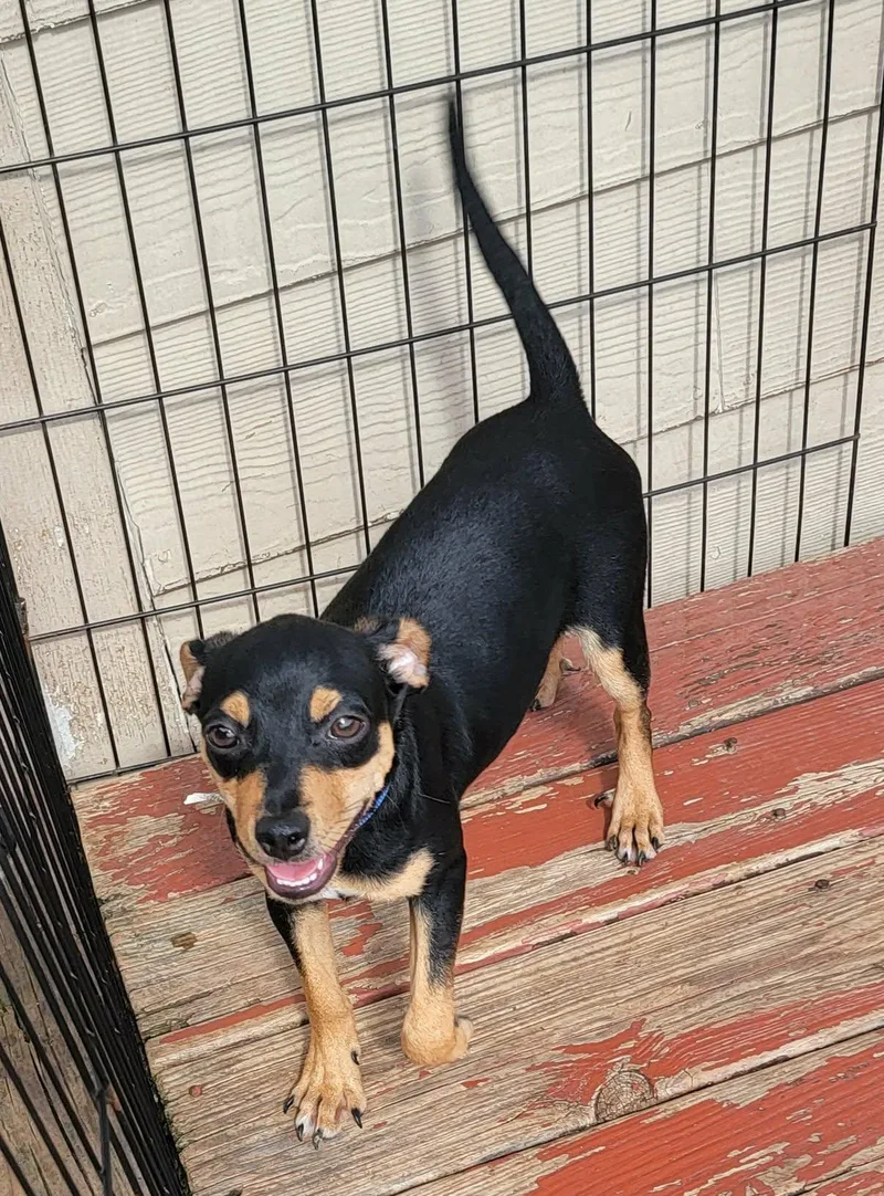 A young small-sized male Bicolor Chihuahua dog named Eric for adoption in Van Alstyne, TX