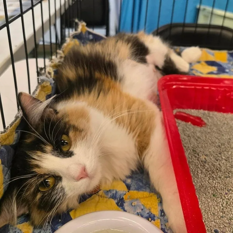A young medium-sized female Black & White / Tuxedo Domestic Long Hair cat named Kelly for adoption in Lafayette, CO