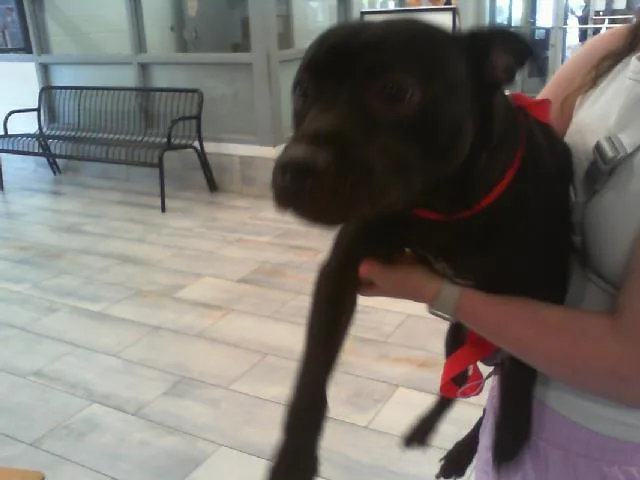 A young medium-sized male Pit Bull Terrier dog named Jedi for adoption in Charlotte, NC