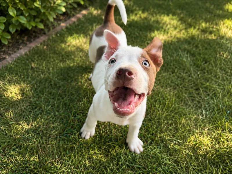 A baby large-sized male Yellow / Tan / Blond / Fawn Pit Bull Terrier dog named Sullivan for adoption in Chickamauga, GA