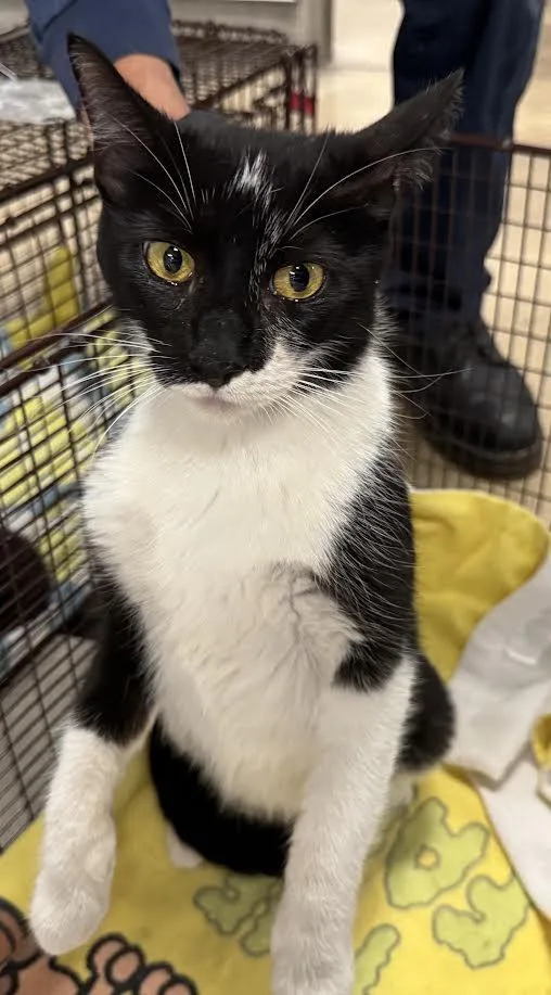 A young medium-sized female Domestic Short Hair cat named Espi for adoption in Van Nuys, CA