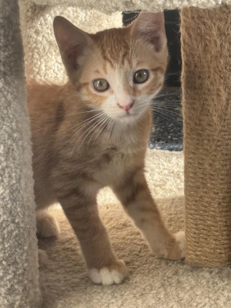 A baby medium-sized male Tabby (Orange / Red) Domestic Short Hair cat named Rory for adoption in Sonora, CA