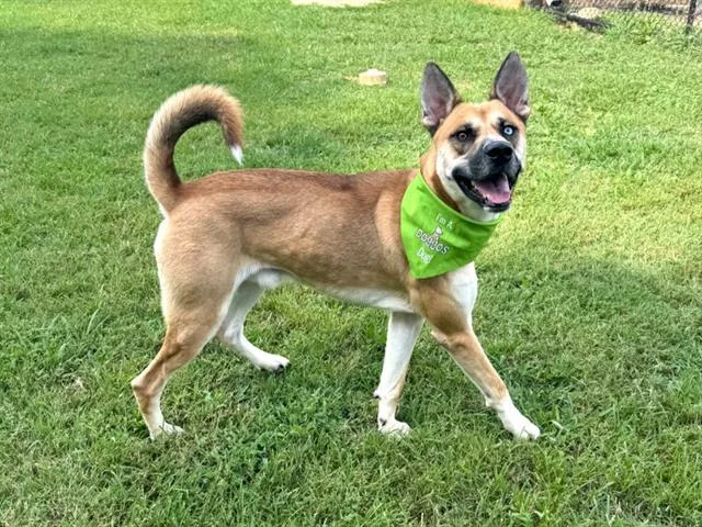 Gumbo