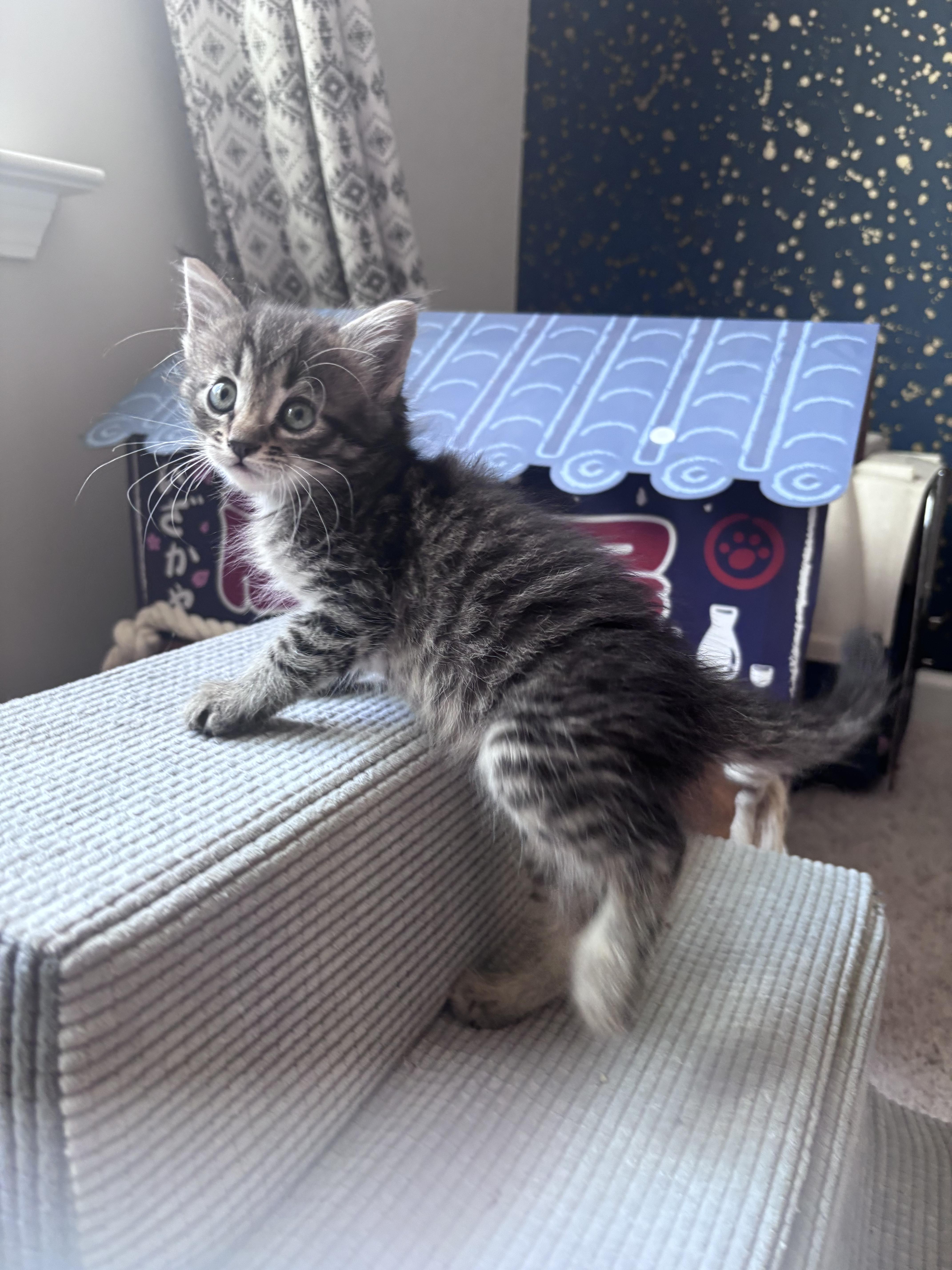 A baby medium-sized male Tabby (Brown / Chocolate) Tabby cat named Luke for adoption in Columbia, SC