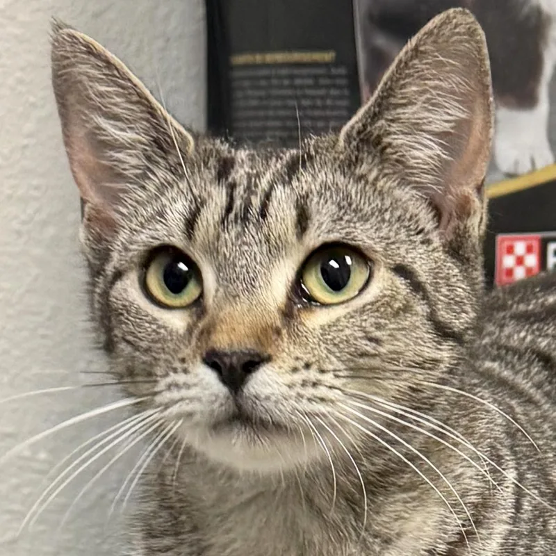 A young medium-sized female Tabby (Brown / Chocolate) Domestic Short Hair cat named Syria for adoption in Jefferson, WI