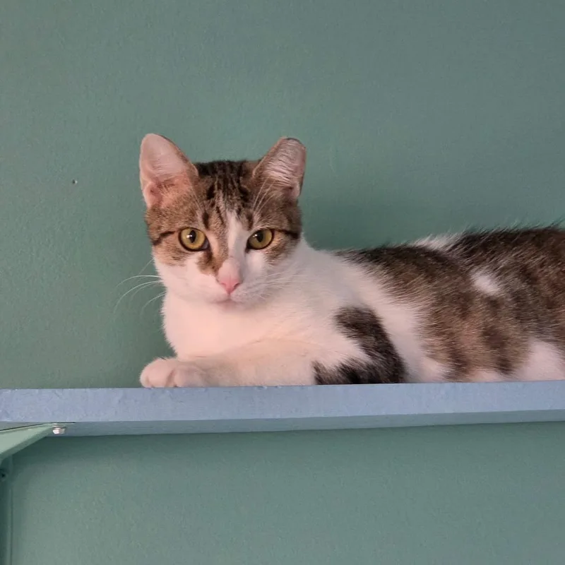 A young medium-sized female White Domestic Short Hair cat named Sparkz for adoption in Hamburg, NY