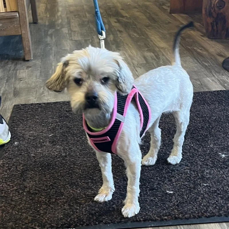 Charlotte thumbnail 2