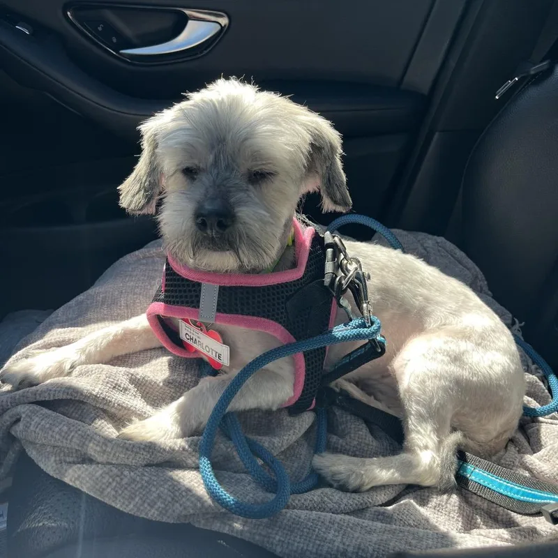 Charlotte thumbnail 3