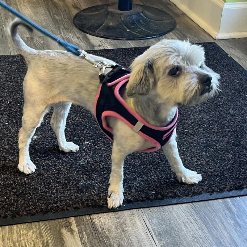 Charlotte thumbnail 4