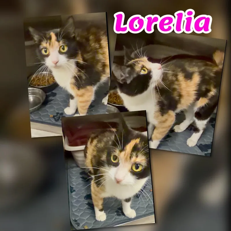 Lorelia