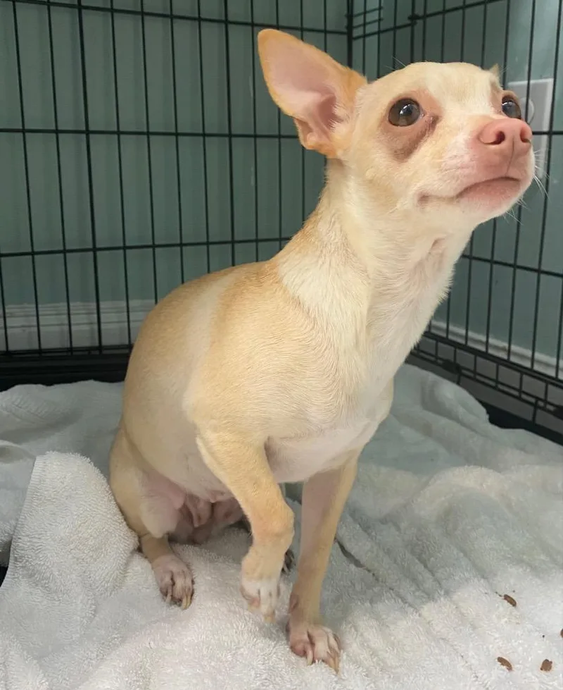 An adult small-sized female Chihuahua dog named Crown Royal for adoption in Fall River, MA