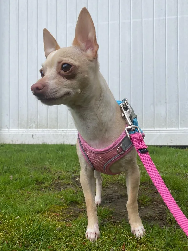 Crown Royal thumbnail 2