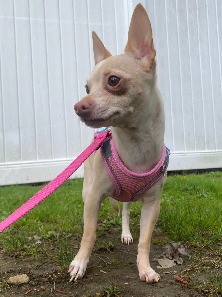 Crown Royal thumbnail 3