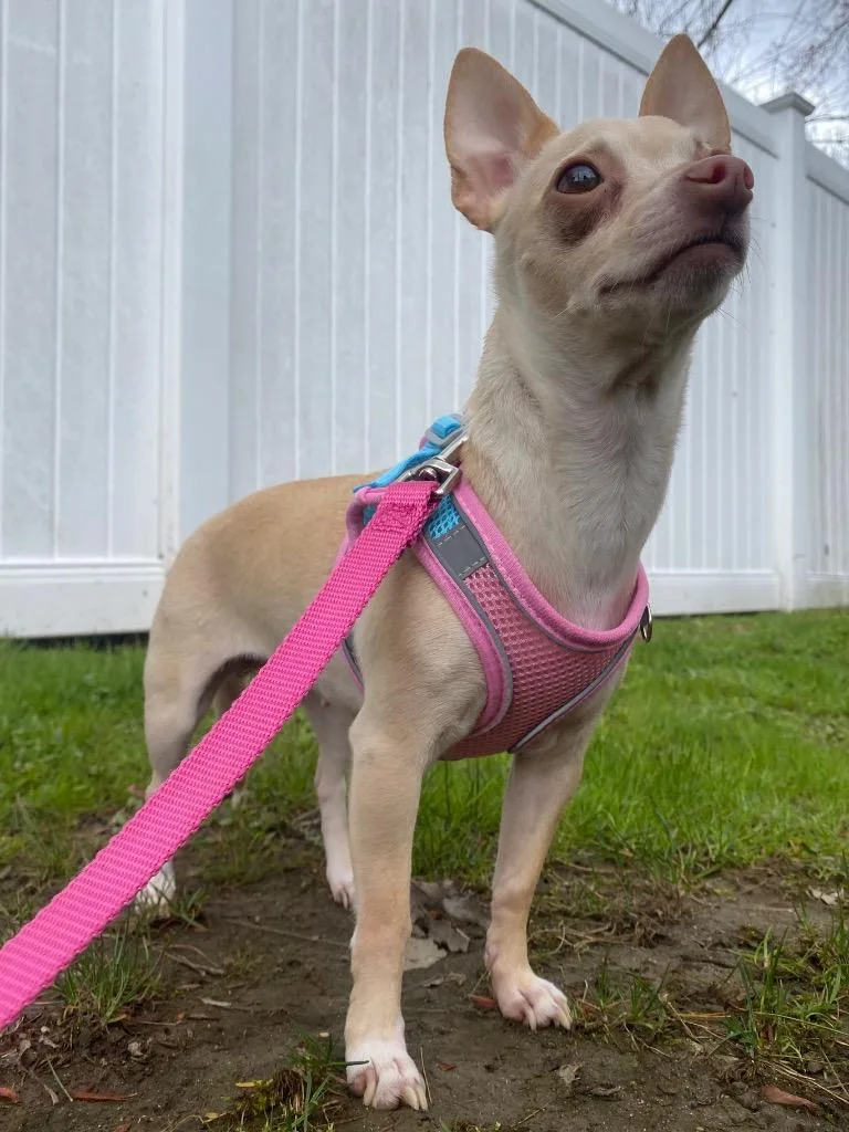 Crown Royal thumbnail 4