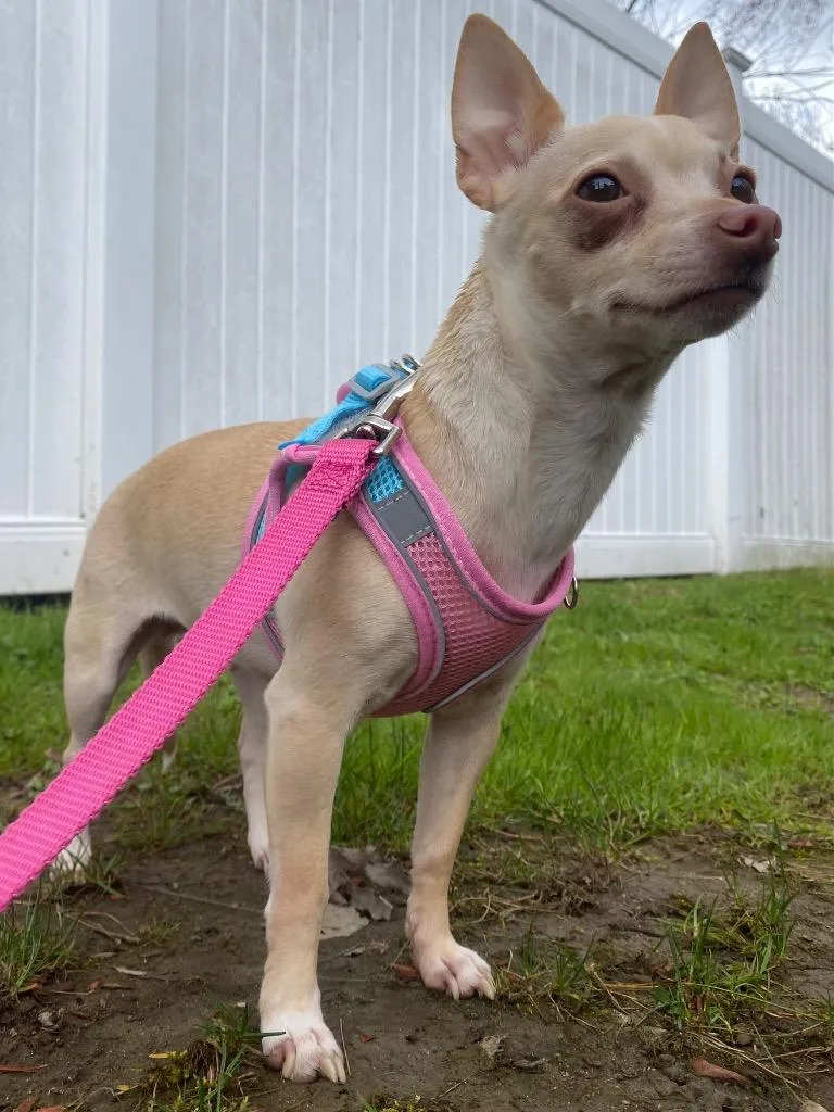 Crown Royal thumbnail 5