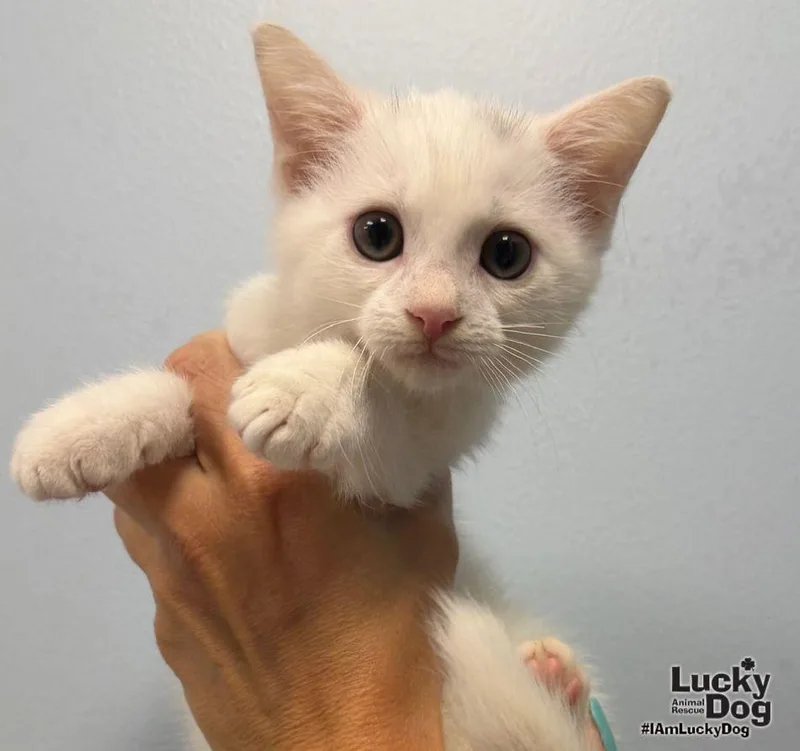 A baby medium-sized male White Domestic Short Hair cat named Hendrix for adoption in Washington, DC