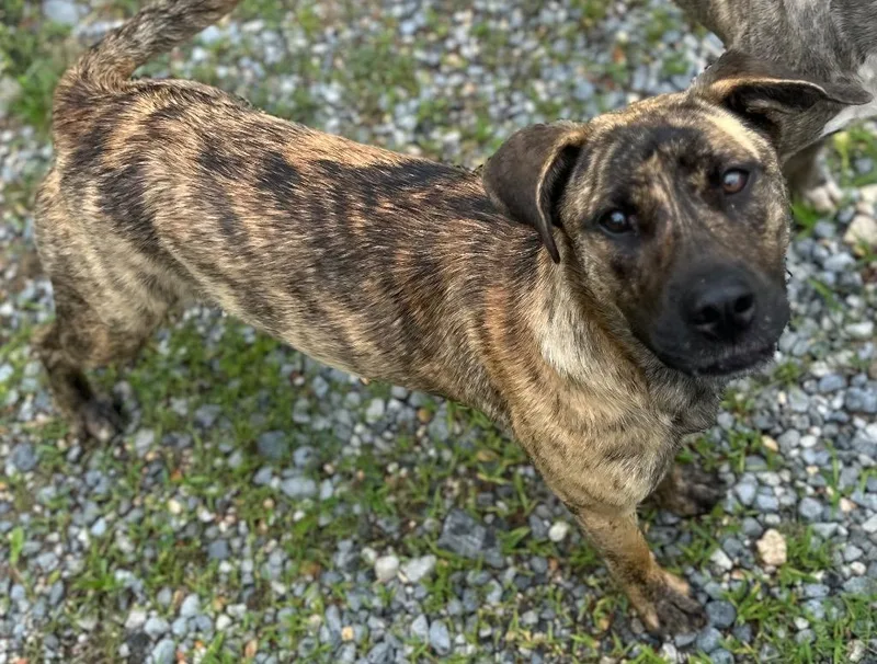 A young medium-sized female Mixed Breed dog named Rose for adoption in Rome, GA
