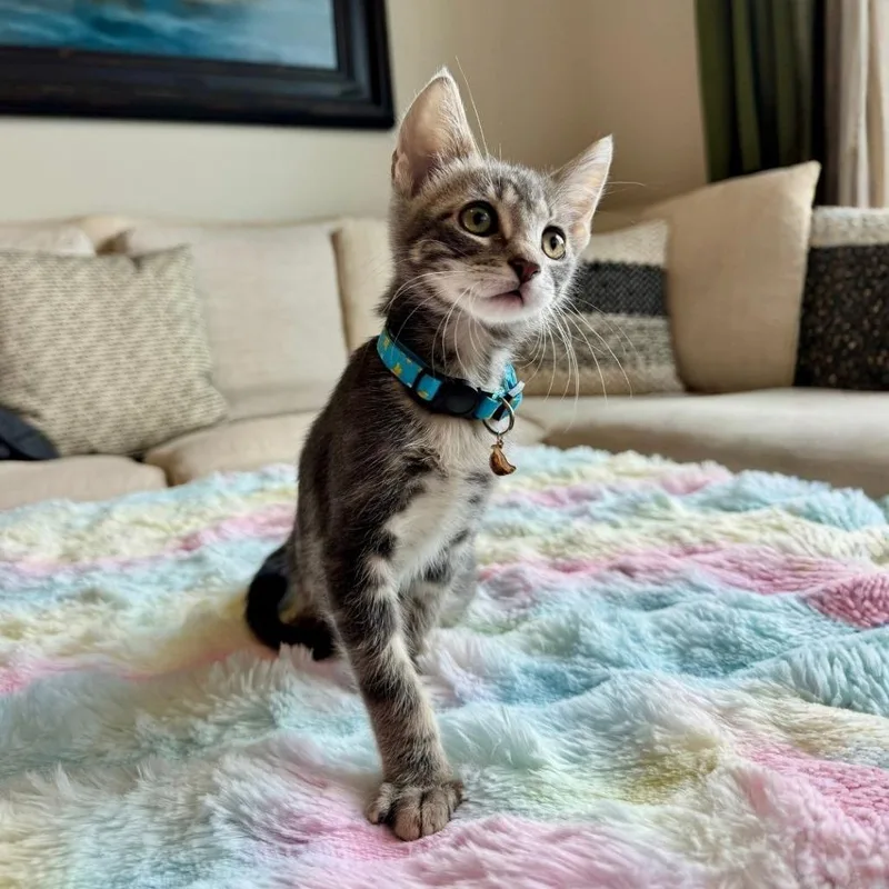 A baby small-sized male Gray / Blue / Silver Domestic Short Hair cat named Arnold for adoption in Houston, TX